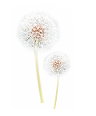蒲公英
