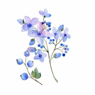 水彩風淡紫色花朵果實