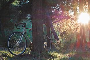 森林 陽光 清晨 自行車