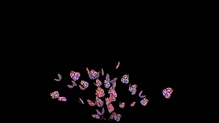 唯美粉色蝴蝶飛舞展示合成視頻