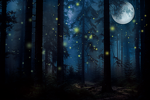 黑色的樹林有著一些螢火蟲照著唯弱的光
