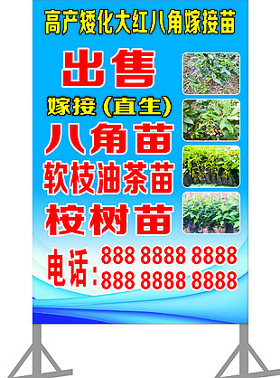 八角苗