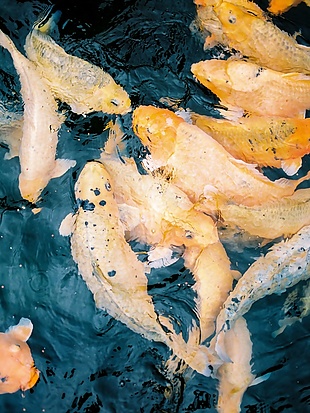 一群黃金錦鯉魚