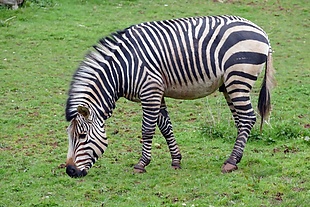 動物園斑馬吃草