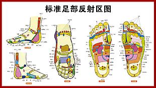 標(biāo)準(zhǔn)足部反射區(qū)圖