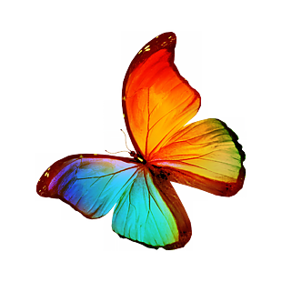 蝴蝶設計元素