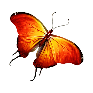 蝴蝶設計元素