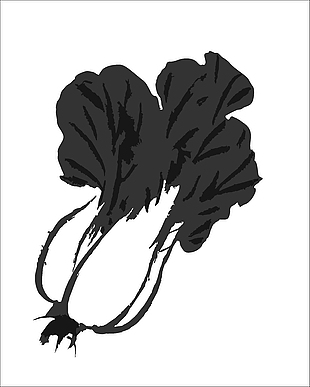 矢量圖白菜