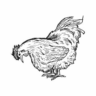 黑白動物母雞線稿圖片