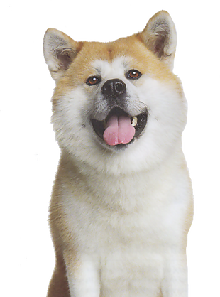 柴犬