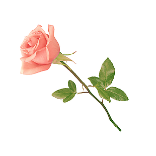 情人节玫瑰花设计元素