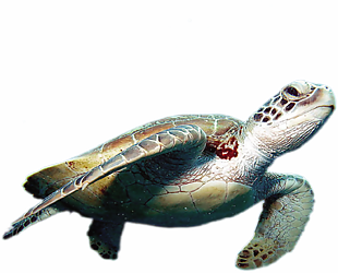 海洋海龜免扣素材設計