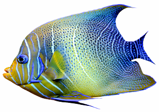 海底熱帶魚免扣素材設計