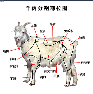 羊肉分割图展板设计下载