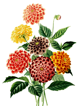 牡丹花植物学插图花素材