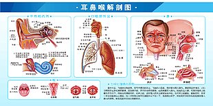 耳鼻喉解剖图展板设计