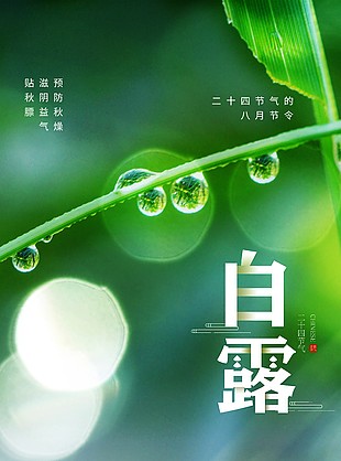 白露清新绿色风格海报设计