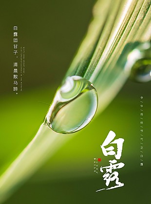 白露时节露珠元素质感高清海报