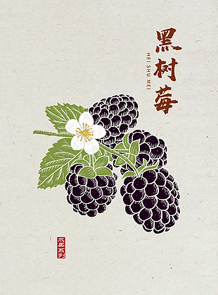 黑樹莓水果插畫設計