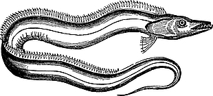 帶魚(yú)鉛筆素描手繪