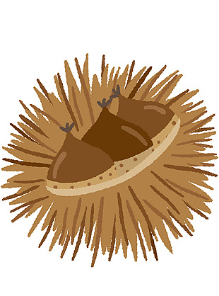 野生板栗果仁插畫