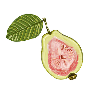 手繪無(wú)花果插畫(huà)
