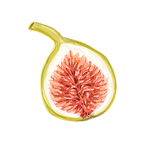 無花果水果插畫