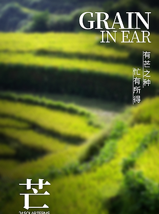 忙有所得梯田豐收背景芒種節(jié)氣海報