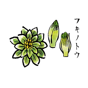 日式花菜食材插畫