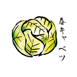 日式包菜美食插畫