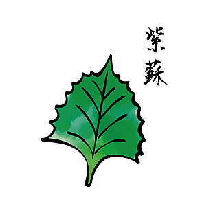 日式紫蘇食材插畫