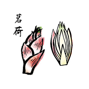 简约茗荷插画