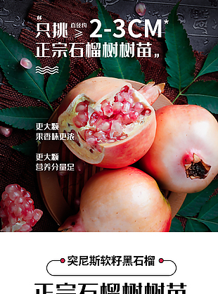 正宗石榴树树苗淘宝电商详情页素材
