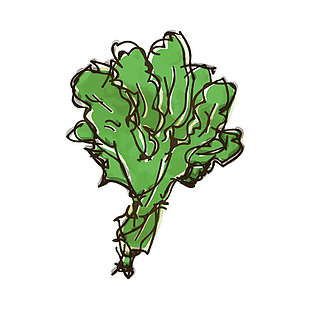 彩繪菠菜果蔬插畫