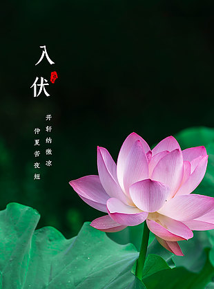 簡約大氣荷花盛開夏日蓮葉入伏海報