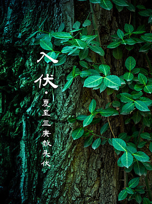 夏至三庚数头伏绿叶质感主视觉海报