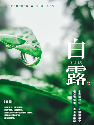 白露節(jié)氣綠色背景森系海報