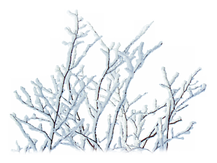 简约白色雪花树枝实物图案