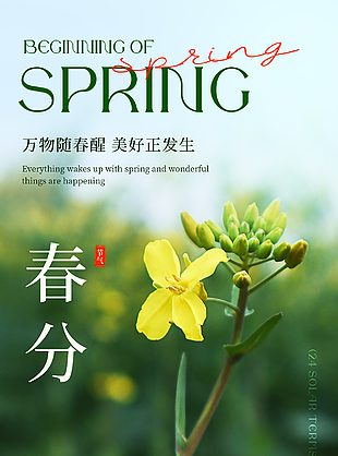 春分时节油菜花主题绿色清新海报