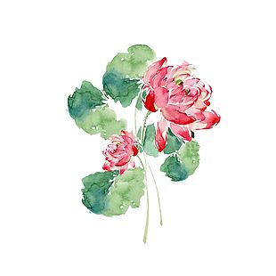 唯美意境荷花手繪插畫