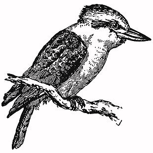 復(fù)古鳥類矢量插畫