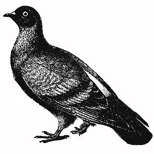 手繪風(fēng)格鳥類線稿插畫