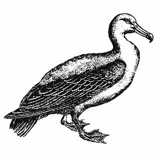 線描風格自然生態鳥類插畫