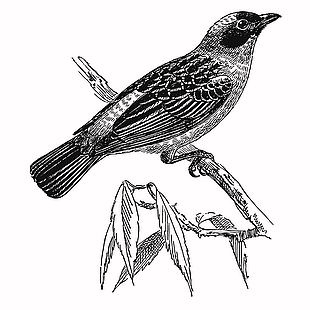 線描風(fēng)格復(fù)古鳥類插畫