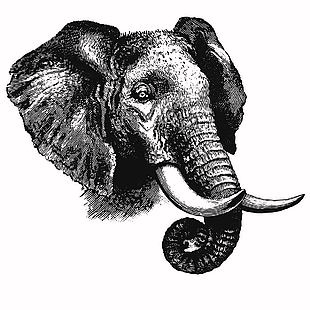 手繪風格野生動物大象插畫