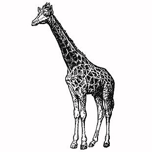 生態主題野生動物長頸鹿插畫