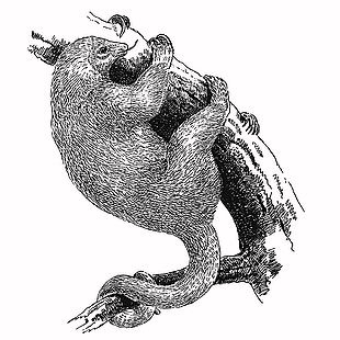 黑白線描風樹懶插畫