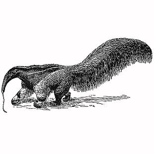 線描風食蟻獸插畫