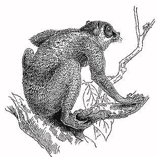 線描風格野生動物懶猴插畫