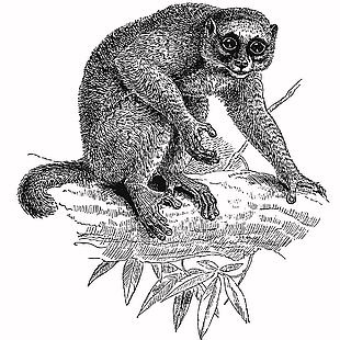自然動物線稿蜂猴插畫
